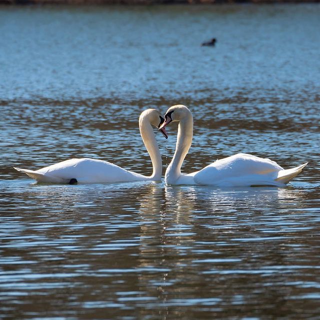 the.tail.wind в LOOKY. #nature#naturelife#naturephotography#wild#wildlifestyle#wildlifephotography#callofthewild#birds#cygnus#cygnus_olor#природа#дикаяжизнь#зовприроды#фотогоафииприроды#птицы#лебеди#лебедишипуны. #nature#naturelife#n...