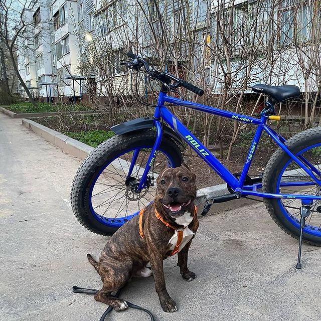 amstaff.beyli в LOOKY. #бэйли,#стаффордширскийтерьер,#спорт,#другчеловека. #бэйли #стаффордширс...