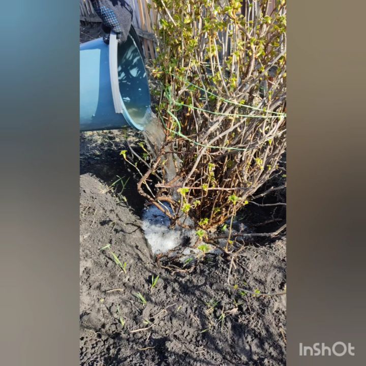 no_chamomile в LOOKY. . Мир, труд, май
И это...
