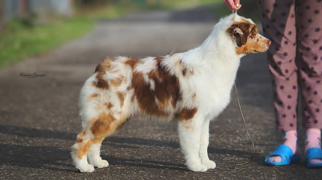 iz_doma_korolevoi_kennel в LOOKY — фото 3