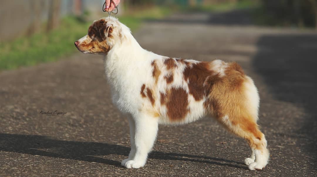 iz_doma_korolevoi_kennel в LOOKY — фото 2