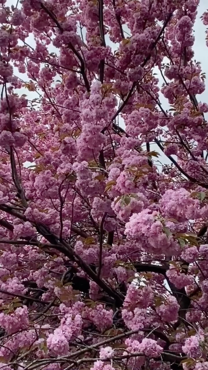 ideniseva в LOOKY. #sakura,#spring,#flowers,#prague. Sweet 🌸🌸 🌸  #saku...
