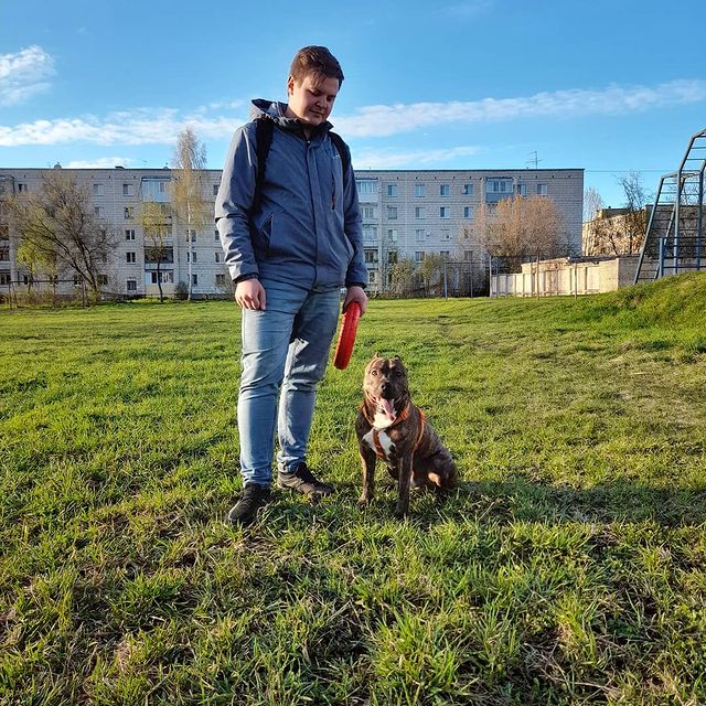 amstaff.beyli в LOOKY. #doglike,#Стафф,#бэйли,#другчеловека,#собакалучшийдругчеловека,#собакаулыбака. #doglike #Стафф #бэй...