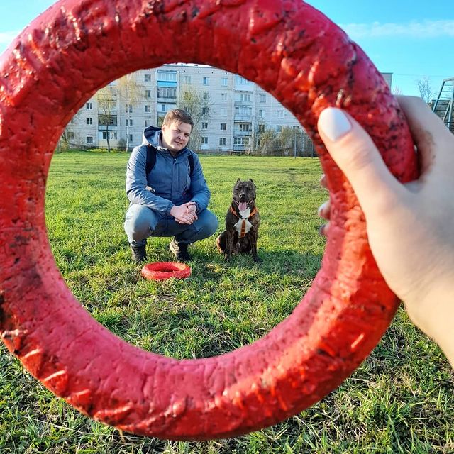 amstaff.beyli в LOOKY. #doglike,#стаффордширскийтерьер,#собакаубийца. #doglike #стаффордши...