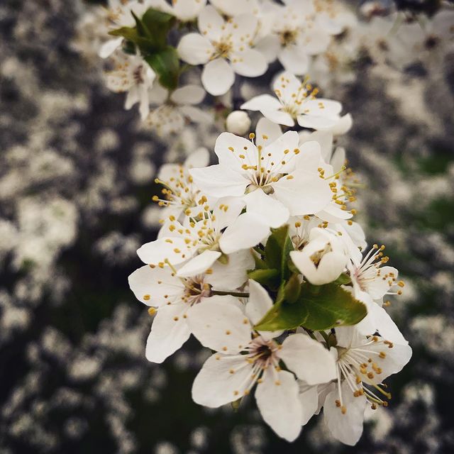 azarika4e в LOOKY. #spring,#flowers,#white,#yellow,#green,#blossom,#beautiful,#nature,#walking,#watching,#miracle. Spring spirit #sprin...
