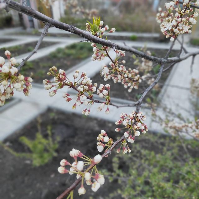 okcancher в LOOKY. #засорюнадоемвсем. Дача, май, шашлыки.....