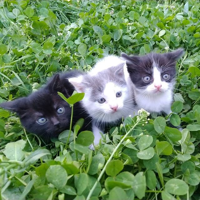 oksana_sofronova в LOOKY. #котята,#вхорошиеруки,#двакотаиоднакошечка#чёрнаякошка. ОТДАДИМ КОТЯТ... в д...