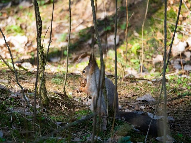 the.tail.wind в LOOKY. #nature#naturelife#wold#wildlifestyle#naturephotography#wildlifephotography#callofthewild#forest#sqirrel#природа#дикаяжизнь#фотографииприроды#зовприроды#лес#белка. #nature#naturelife#w...