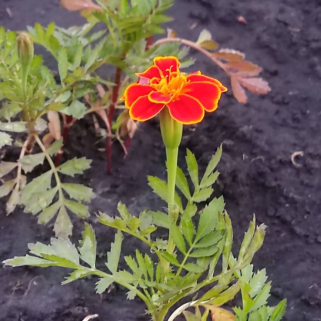 no_chamomile в LOOKY. . Первые цветочки😍
А ...