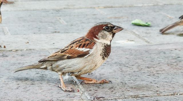magila34 в LOOKY. #xiaomi,#mi9,#xiaomicamera,#bird,#sparrow,#color,#nature,#macro,#mobilephotography,#mobilephoto,#hdr,#closeupphotography,#zoomphotography. #xiaomi #mi9 #xiaomi...