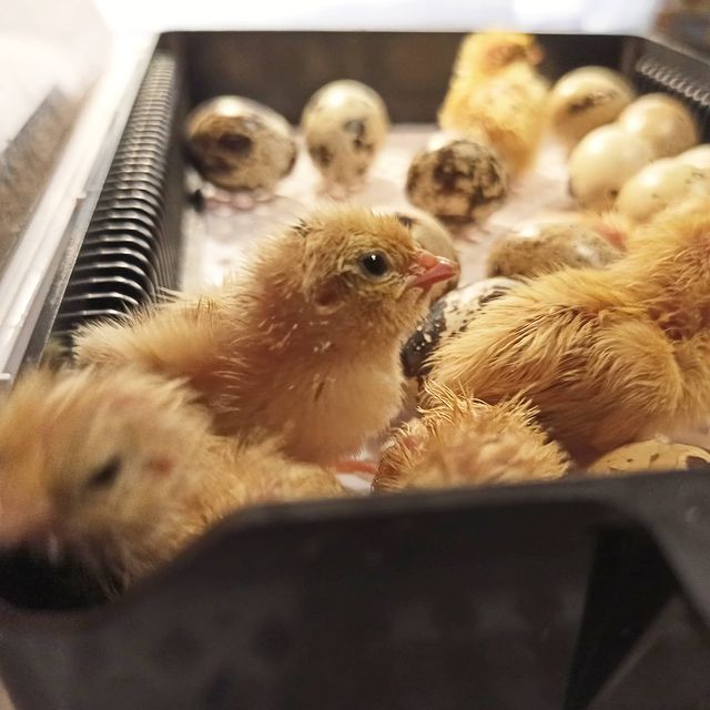 lifechickspb в LOOKY. #птенцы,#перепела,#птенчики,#птица,#птицы,#загородом,#перепелки,#спб,#bird,#birds,#spb,#домашняяптица. #птенцы #перепела #п...