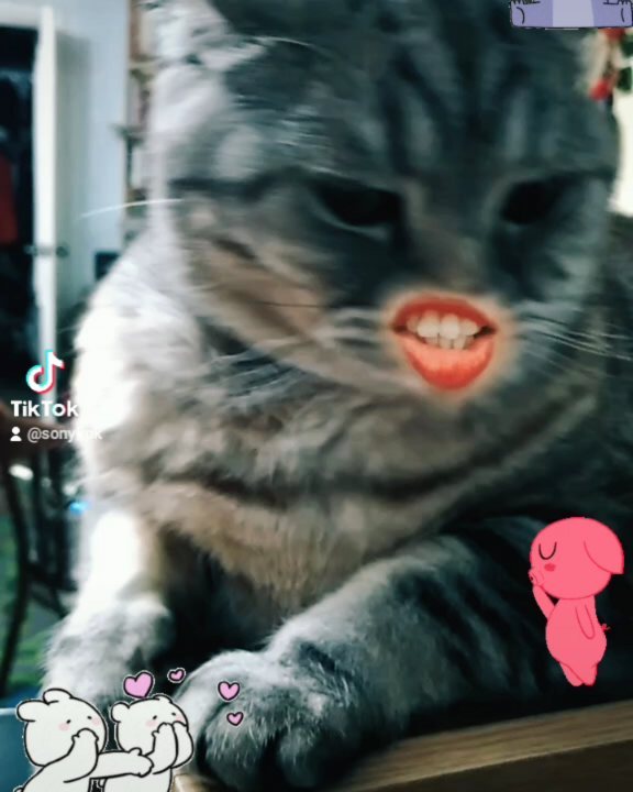artur_khv в LOOKY. #catstagram,#кысямоя,#котартуртутглавный. Артур советует!
@art...
