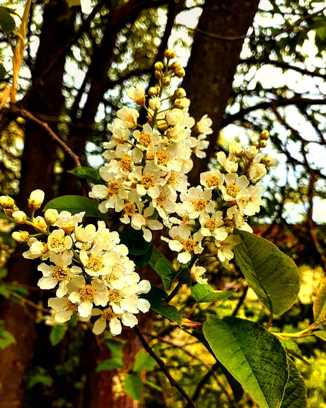 antsiferovbreed в LOOKY — фото 7