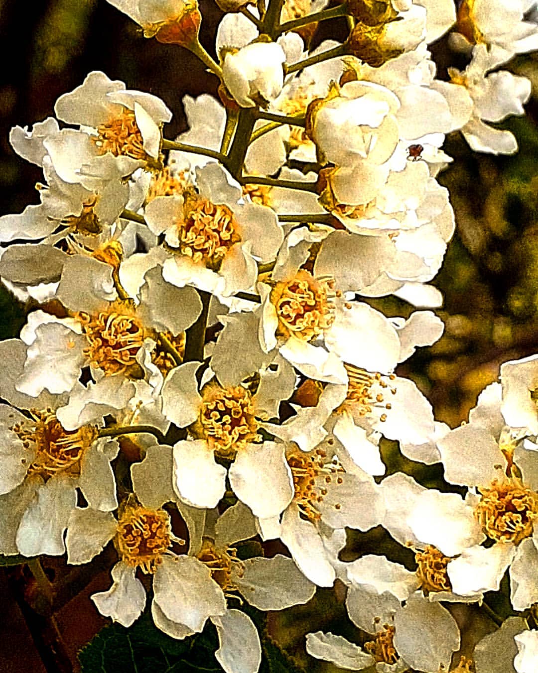 antsiferovbreed в LOOKY — фото 4