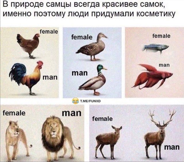 velf_rus в LOOKY. #жизнь,#эволюция,#естественныйотбор. #жизнь #эволюция #ес...