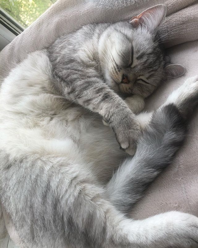 alfiya_23a в LOOKY. . Моя лапочка-Соня🥰