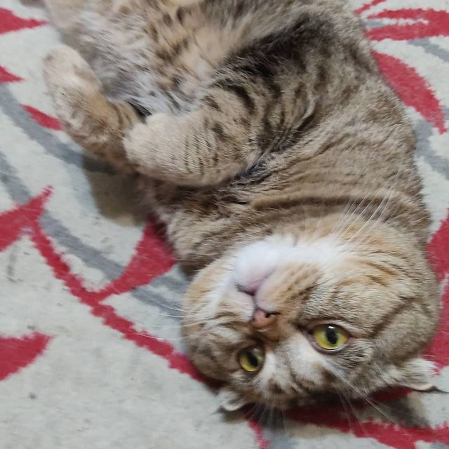 larisatyseva в LOOKY. . Мой котик Пуса, прос...