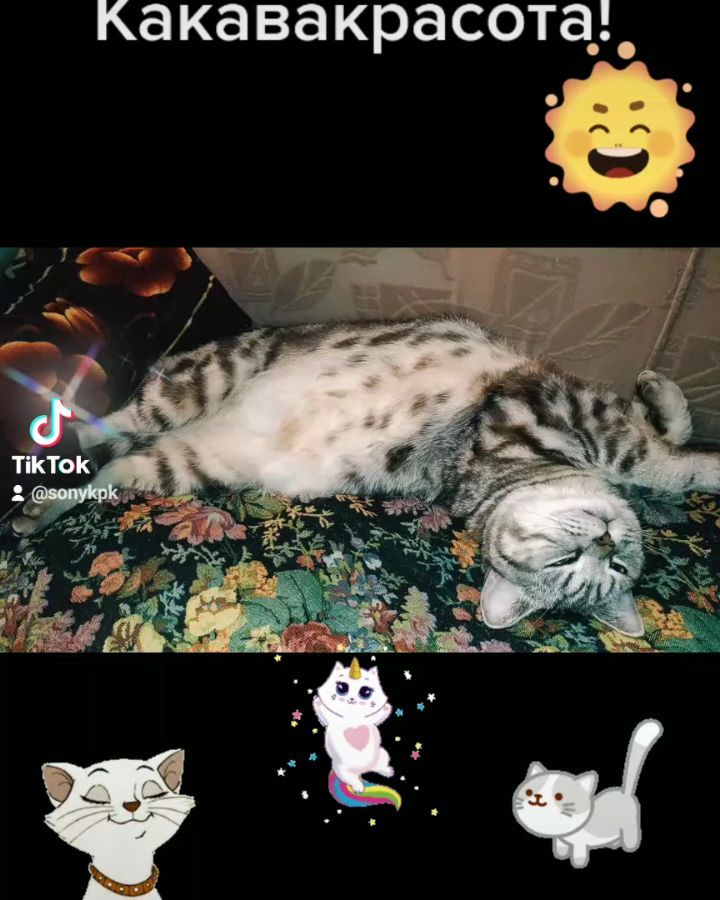 artur_khv в LOOKY. #catstagram,#котартуртутглавный. Это я еще маленький!...