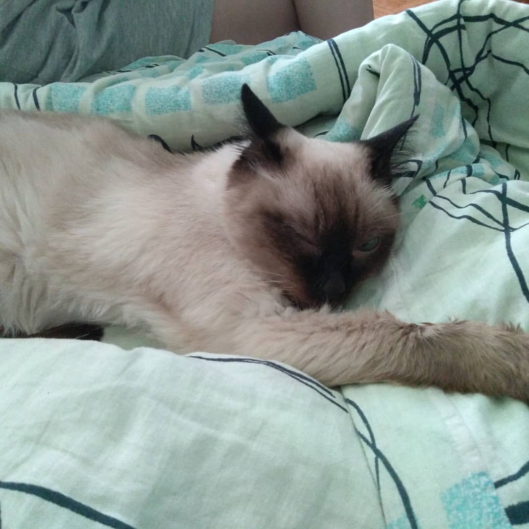 elenka239012 in LOOKY. . любимая котя..