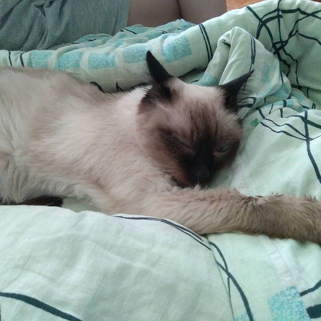 elenka239012 в LOOKY. . любимая котя..