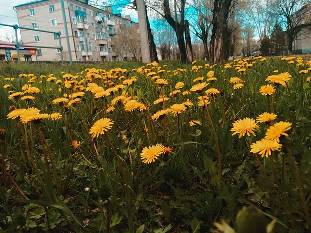 alexandra_12_20 в LOOKY. #райчихинск,#одуванчики,#скоролето. 🏵️

#райчихинск
#од...
