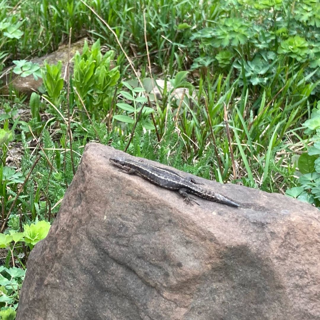 nord.semirami в LOOKY — Ящерка🦎 на камушке☀️ греется 🤗 

#дача #ящерица #ящерка #с