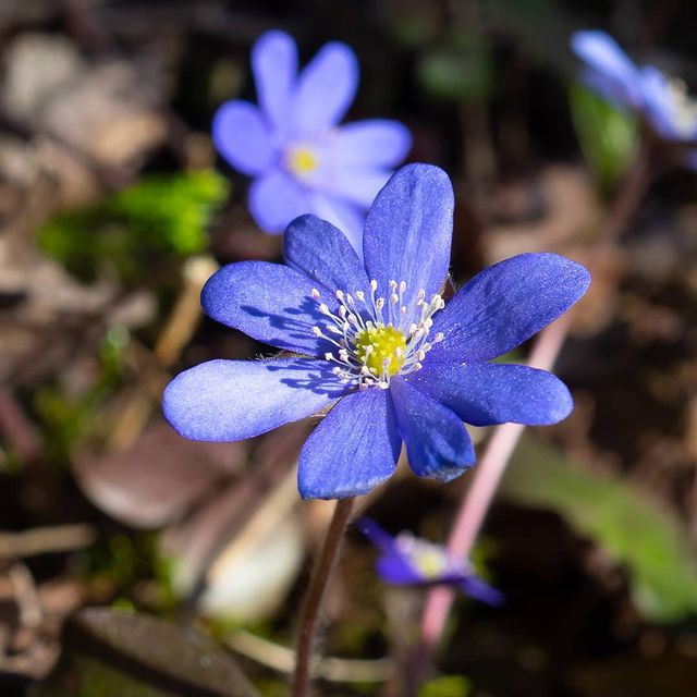 the.tail.wind в LOOKY. #nature#naturelife#naturephotography#wild#wildlifestyle#wildlifephotography#callofthewild#spring#flower#flowerpower#природа#дикая. #nature#naturelife#n...