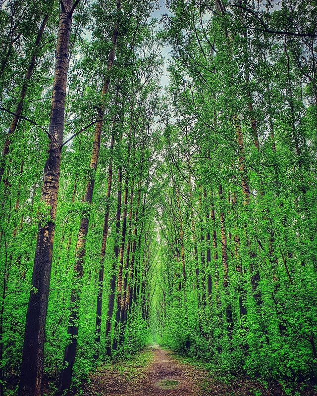 142.ll в LOOKY. #весна,#зелень,#нарасвете,#последождя,#красота,#прогулки,#город,#берег,#берегтоми,#река,#томь,#наберегу,#тишина,#природа,#деревья,#лес,#тополя,#небо,#дамбановокузнецк,#дамбабег,#горизонт,#жизньпрекрасна,#likeforlike,#like4like,#l4l,#siberia,#followme,#folowers,#foto,#samsung. 🌳🌱🍃 #весна #зелен...