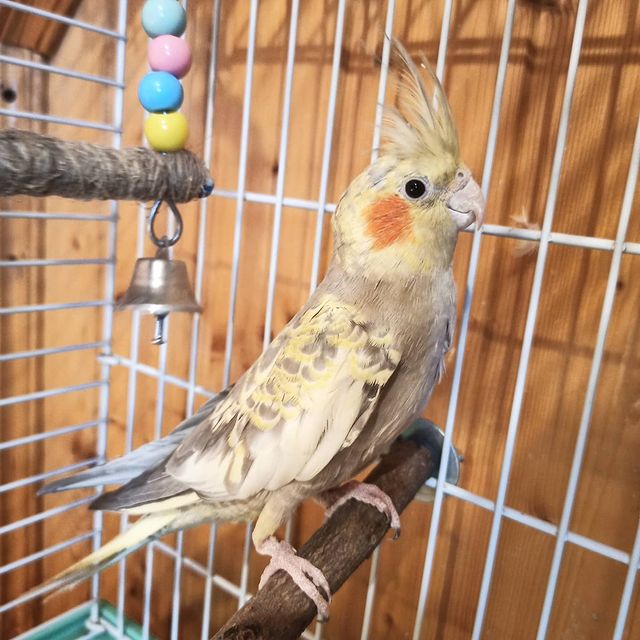 lifechickspb в LOOKY. #кореллы,#корелла,#попугаи,#попугай,#попугайчики,#птица,#птицы,#птенчик,#спб,#загородом,#питомцы,#pets,#petersburg,#parrots,#parrotsofinstagram,#photo,#parrot,#pet,#bird,#birds,#cockatielsofinstagram,#cockatiel. 🐦
#кореллы #корелла...