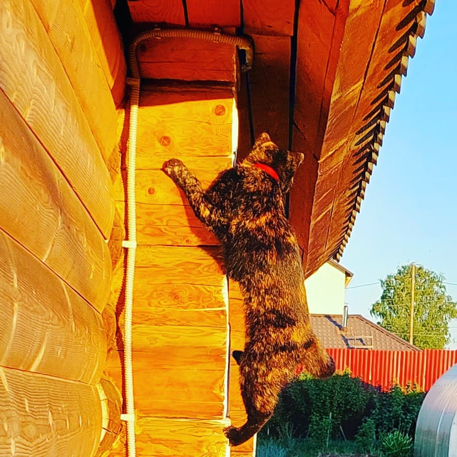 olgaserbul6323 в LOOKY. . Дуся в дозоре🤪🤣