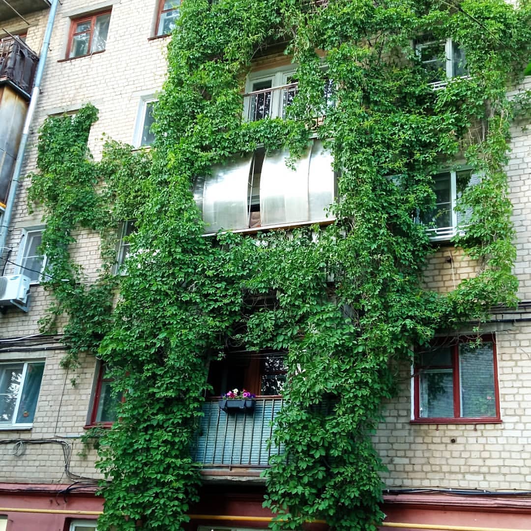 mad.scientist25 в LOOKY — Green wall