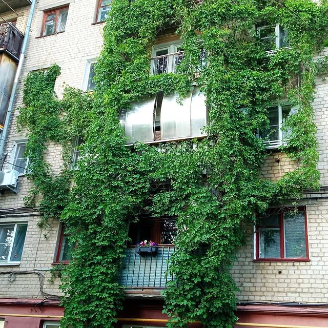 mad.scientist25 в LOOKY. . Green wall
