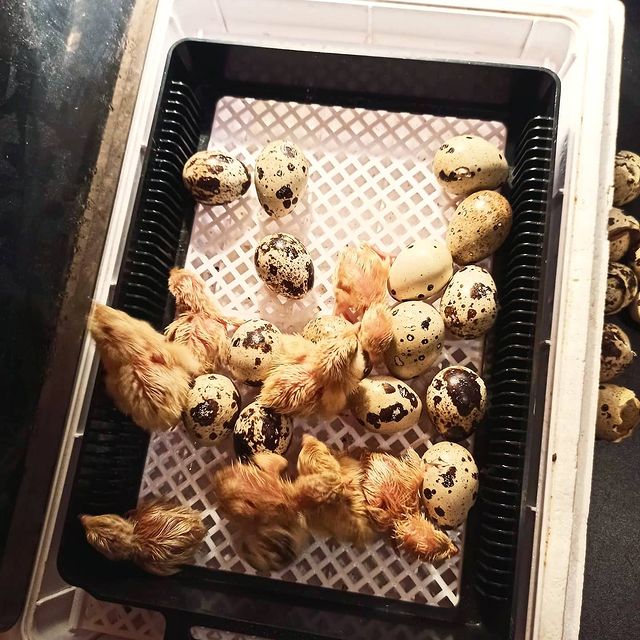 lifechickspb в LOOKY. #птенцы,#птенец,#перепела,#попугаи,#инкубатор,#птицы,#птица,#хозяйство,#ферма,#домашняя,#инкубаторы,#отзыв,#aliexpress,#bird,#birds,#parrots,#parrotsofinstagram,#parrot,#incubator,#farm. Долго думали покупат...