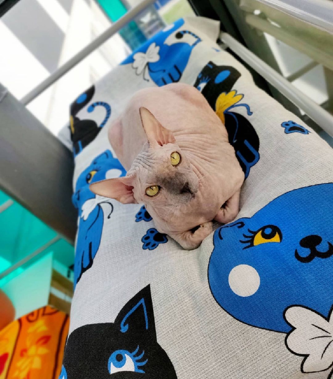 eva_sphynx_cat в LOOKY — фото 3