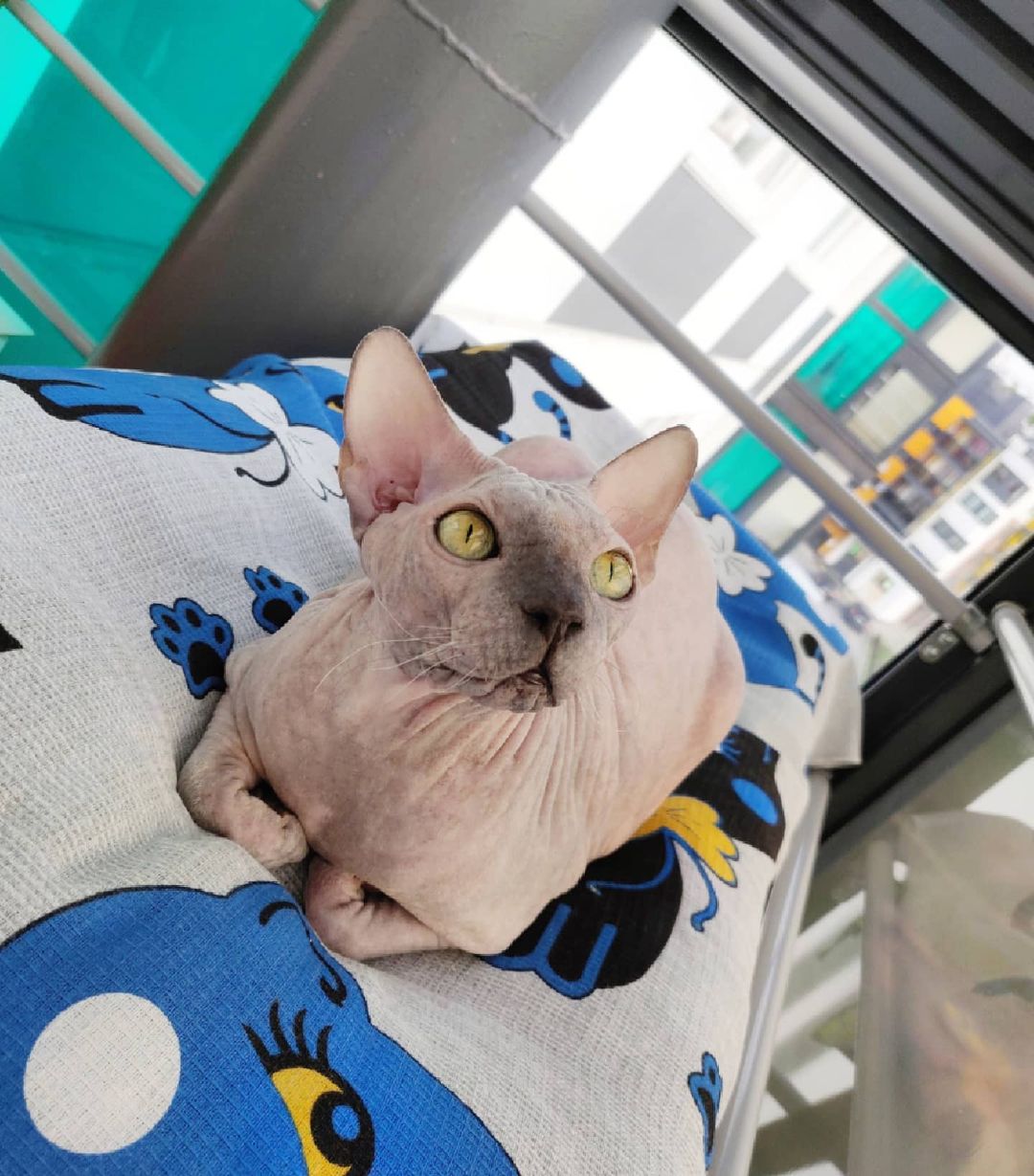 eva_sphynx_cat в LOOKY — фото 2