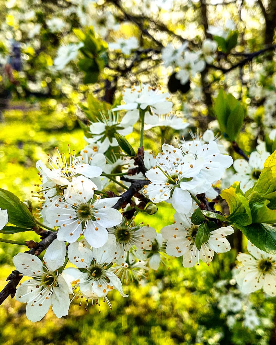 antsiferovbreed в LOOKY — фото 8