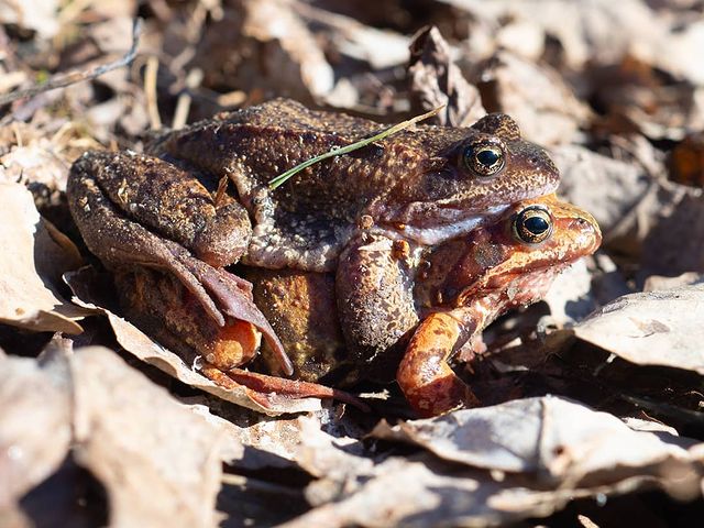 the.tail.wind в LOOKY. #nature#naturelife#naturephotography#wild#wildifestyle#wildlifephotograhy#callofthewild#animals#frogs#spring#природа#дикаяжизнь#зовприроды#фотографииприроды#животные#лягушки#весна. #nature#naturelife#n...