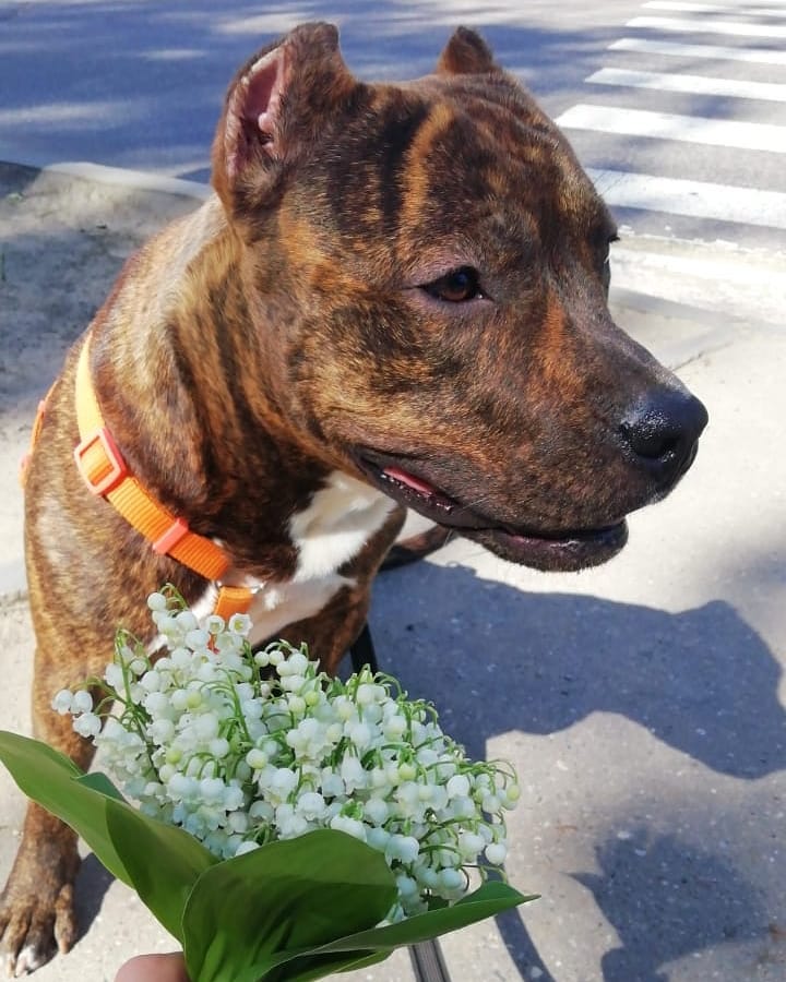 amstaff.beyli в LOOKY — #Стафф #другчеловека #собакаулыбака #цветочки