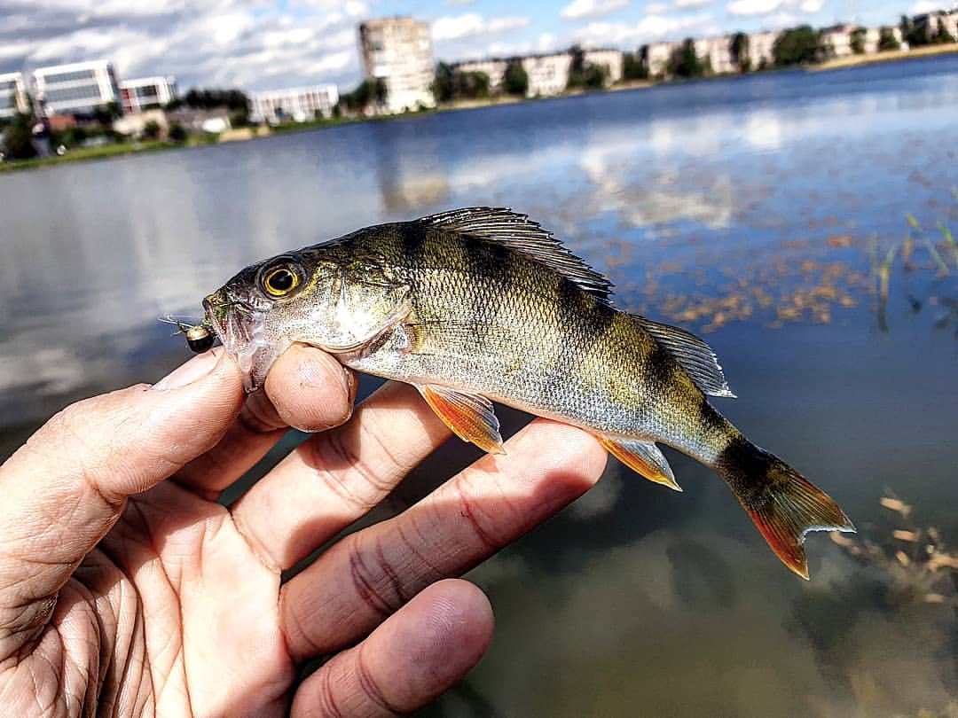 _k4k_angler в LOOKY — фото 3