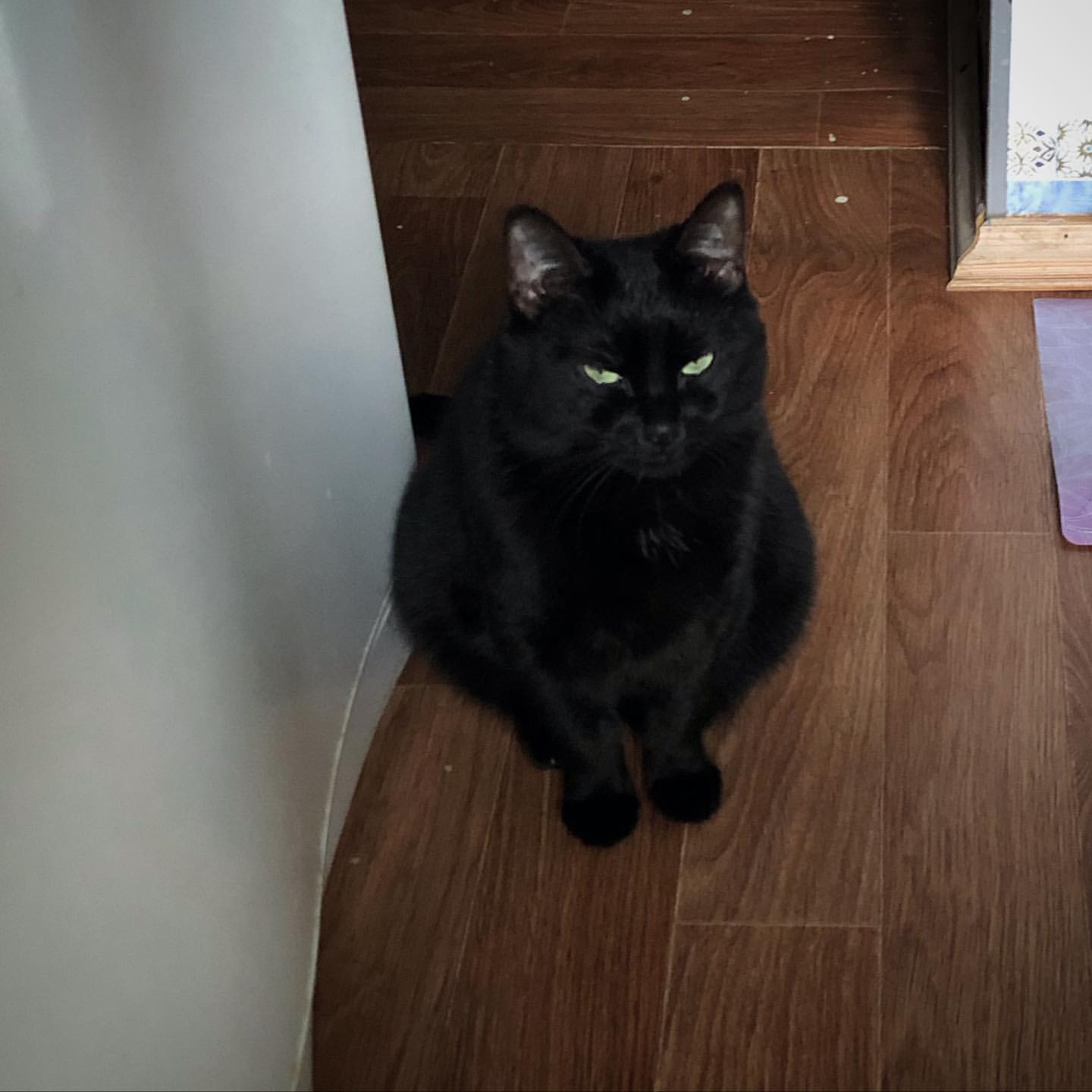 musindaaa в LOOKY — Ждун 🐈‍⬛😂