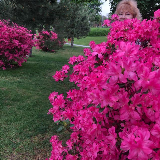 irina_kokins в LOOKY. #весна2021,#май,#цветыцветы,#рододендроны,#паркгалицкого,#наслаждениеприродой,#. Красота весны в парк...