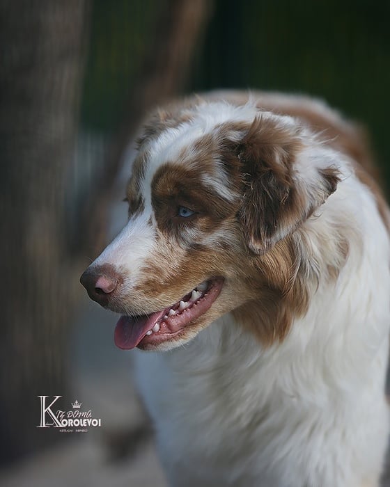 iz_doma_korolevoi_kennel в LOOKY — фото 2
