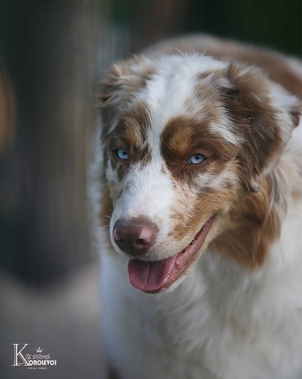 iz_doma_korolevoi_kennel в LOOKY — фото 3