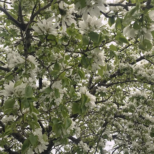 cosvitalista в LOOKY. #bloomingtree. Blooming trees every...