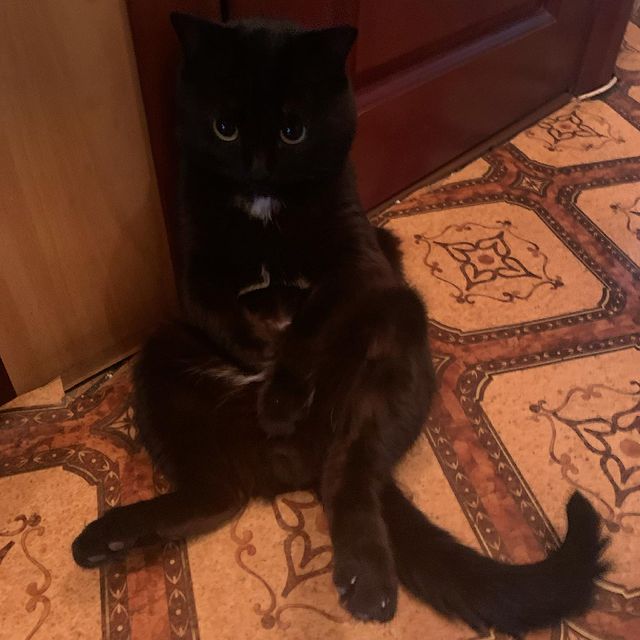 IziTop в LOOKY. #коты. Здрастье я Мурз #кот...