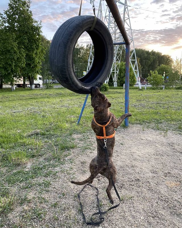 amstaff.beyli в LOOKY. #собакаубийца,#стаффордширскийтерьер,#бэйли. #собакаубийца #стафф...