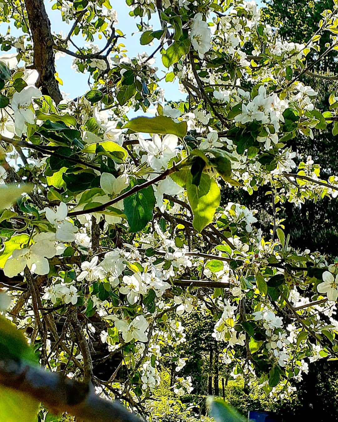 antsiferovbreed в LOOKY — фото 5