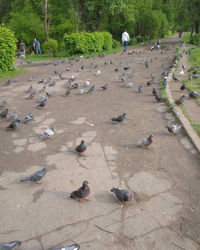 owl_53 в LOOKY. . Нашествие курлыков и...
