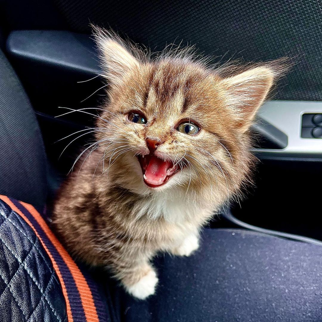 kotenky_39 в LOOKY — Дратути! Я Плюша, прошу любить и жаловать!❤️😻🐾 #кот #котик