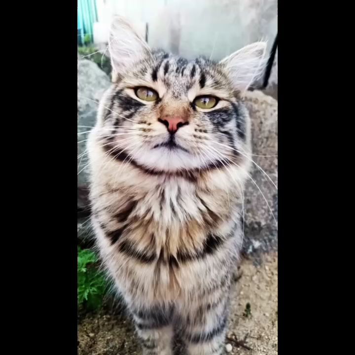 nina_mantsevich в LOOKY. #большекотиков. #большекотиков